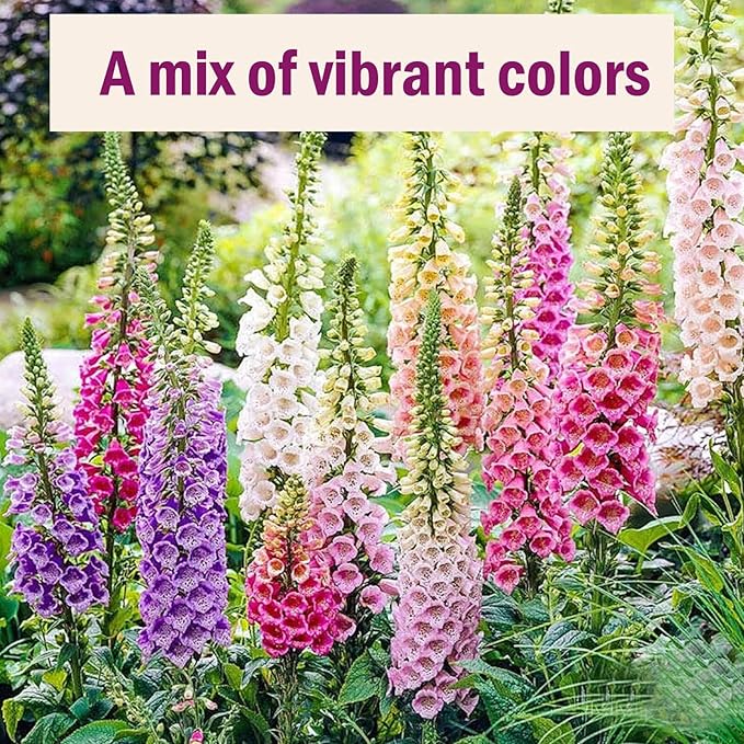Foxglove Seeds 250,000+ Bulk Pack - Tall Spire Blooms, Mixed Colors for Garden Borders, Easy Planting for Home Gardening - Ideal for Backyard Flower Beds, Landscaping, and Pollinator-Friendly Gardens