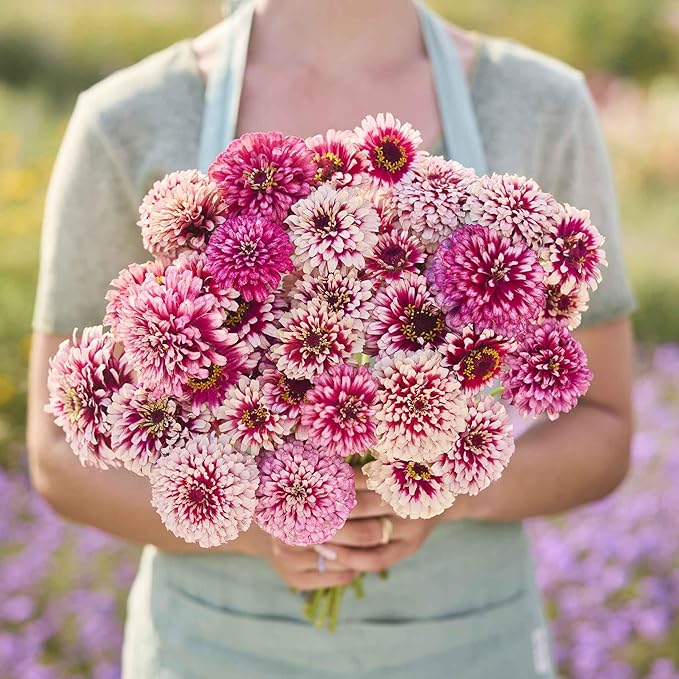 Eden Brothers Zinnia Seeds - Mazurkia