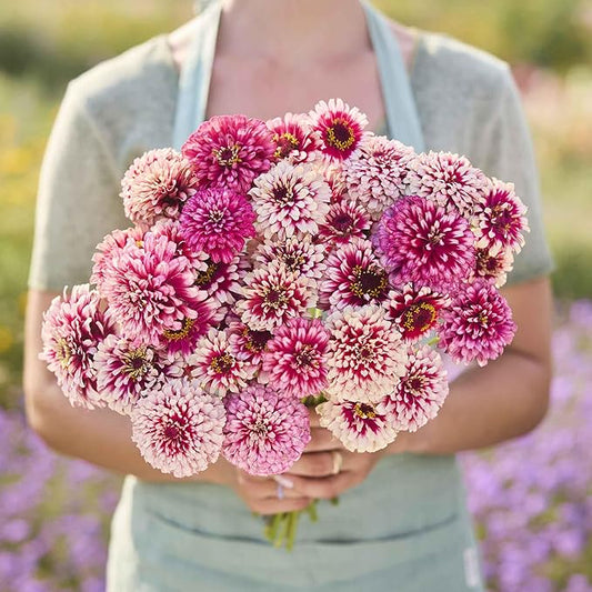 Eden Brothers Zinnia Seeds - Mazurkia