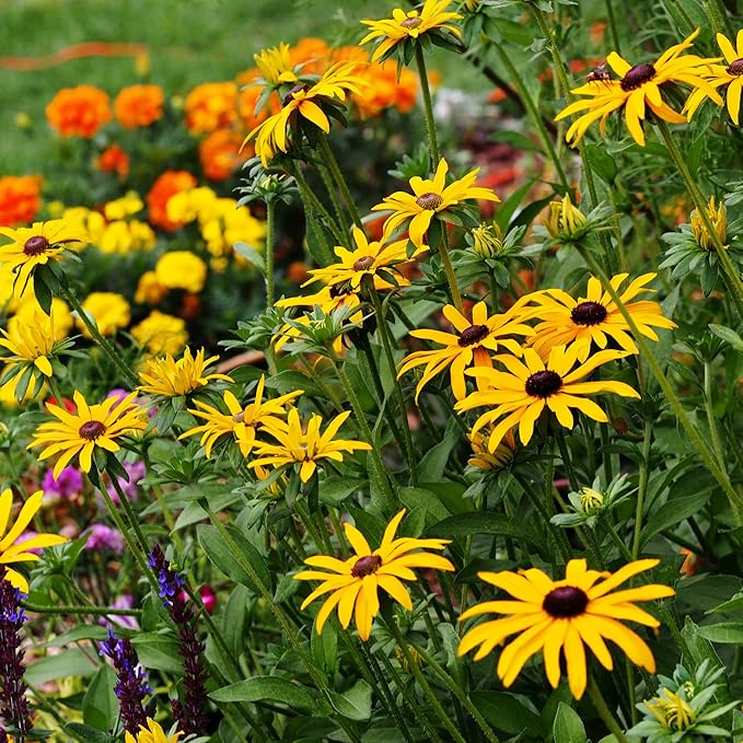 All Annual Wildflower Seeds Mix – 4 Oz, 4,000+ Seeds – 21 Varieties Including California Poppy, Indian Blanket, Scarlet Flax – Bulk Pollinator Wildflower Seed for Planting