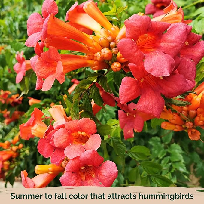 KVITER 100 Red Trumpet Vine Seeds for Planting (Campsis Radicans) – Trumpet Creeper, Organic & Heirloom Hummingbird Vine – Perennial Flower Seeds to Plant Outside – Fences, Trellises & Outdoor Garden
