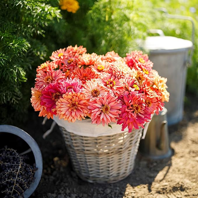 Eden Brothers Zinnia Seeds - Cactus Pink Shades, Non-GMO Seeds for Planting, 1 oz | Low-Maintenance Flower Seeds, Plant During Spring, Zones 3, 4, 5, 6, 7, 8, 9, 10