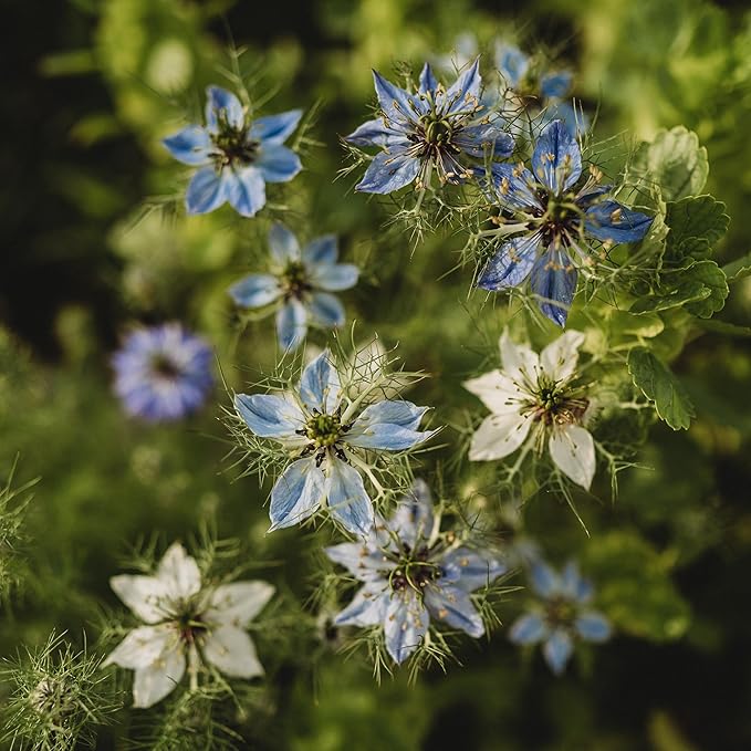 Love-in-a-Mist - 250 Seeds - Heirloom & Open-Pollinated Variety, Non-GMO Pollinator-Friendly Flower Seeds for Planting Outdoors in The Home Garden, Thresh Seed Company