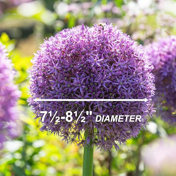 Garden State Bulb Globemaster Giant Allium Flower Bulbs, 20/22cm, Fall Planting (Bag of 10)