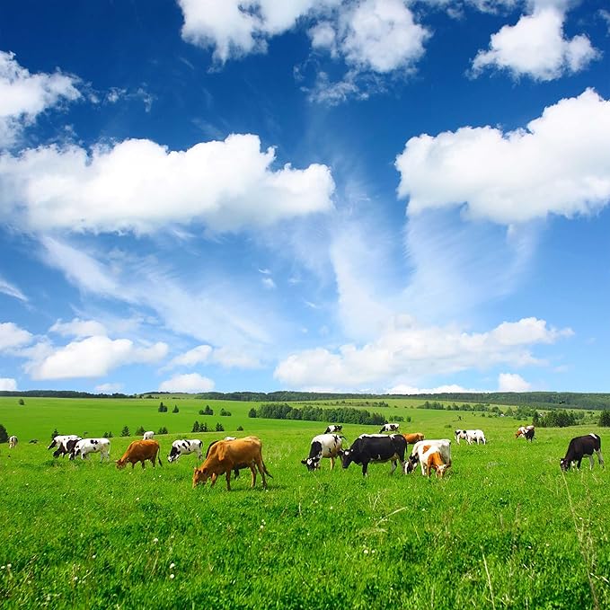 Outsidepride All-Purpose Pasture Seed Mix - 50 lb. Perennial, Drought-Tolerant & Fast-Growing, Pasture Seeds for Planting Abundant Forage Grass & Clover, Great for Grazing Livestock & Hay Production