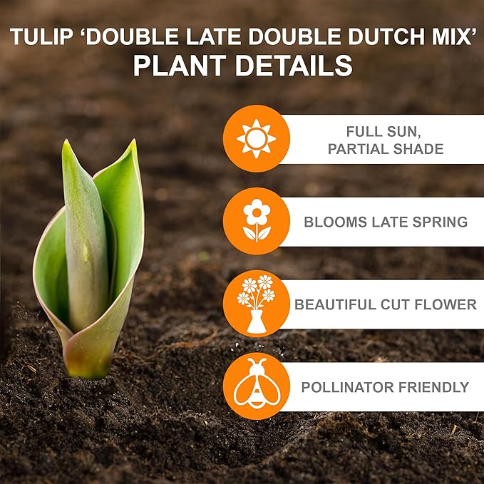 Garden State Bulb Double Late Double Dutch Mix Tulip Flower Bulbs, 12/+ cm, Fall Planting (Bag of 100)