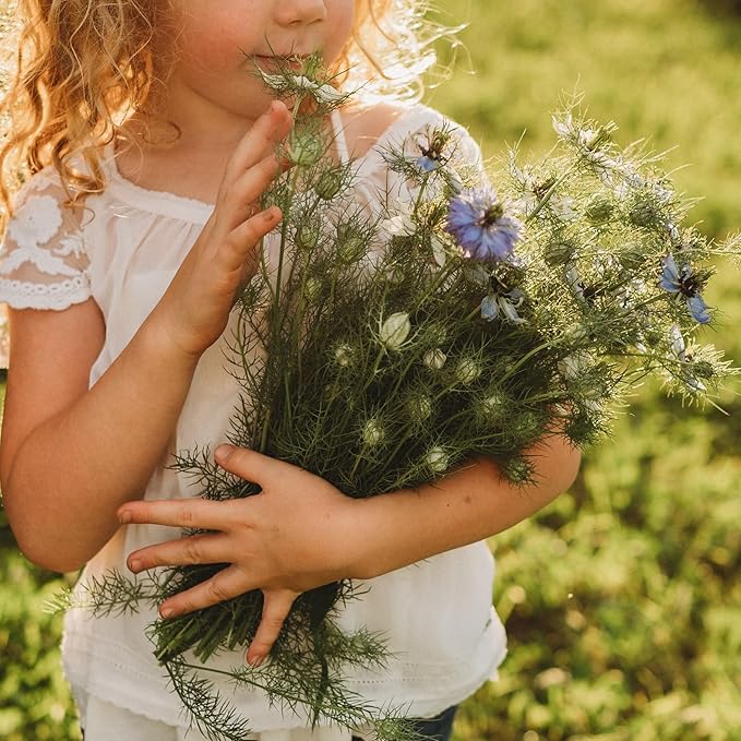 Love-in-a-Mist - 250 Seeds - Heirloom & Open-Pollinated Variety, Non-GMO Pollinator-Friendly Flower Seeds for Planting Outdoors in The Home Garden, Thresh Seed Company