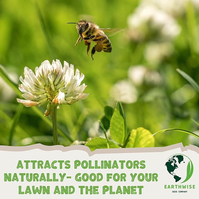 Thyme for a Change – Wild Creeping Thyme Seeds – 1/2 oz Covers 250 sq ft (~8,000 Seeds) – Drought-Tolerant Ground Cover & Pollinator-Friendly Lawn Alternative