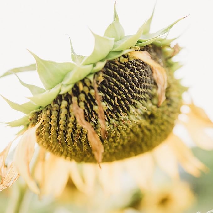 Peredovik Sunflower - 50 Seeds - Pollinator-Friendly, Attracts Birds, Bees & Butterflies, Non-GMO Russian Sunflower Seeds for Planting Outdoors in The Home Garden, Thresh Seed Company