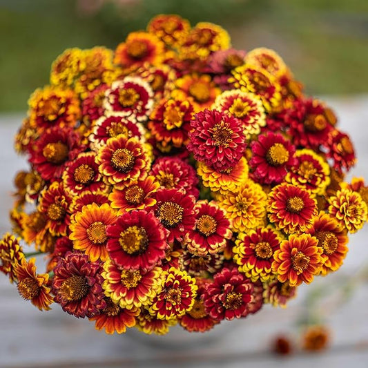 Eden Brothers Zinnia Seeds - Aztec Mix, Non-GMO Seeds for Planting, Packet | Low-Maintenance Flower Seeds, Plant During Spring, Zones 3, 4, 5, 6, 7, 8, 9, 10