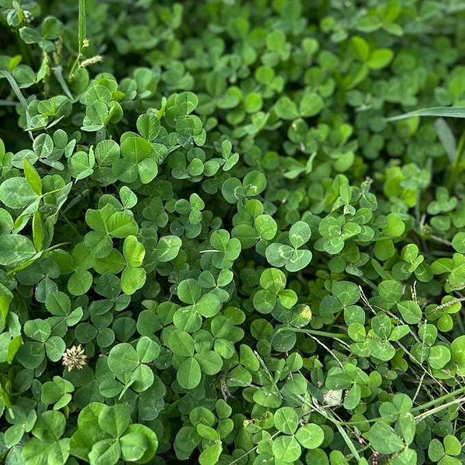 Micro Clover Seed for Lawn - 4 Oz - ~100,000 Microclover Seeds for Planting - Drought-Tolerant Mini Grass Alternative by Mountain Valley Seed Company