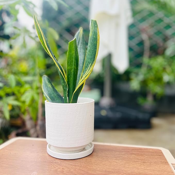 Nihow 5.7 Inch Plant Pot, Ceramic Pots for Plants with Drainage Hole and Saucer, Plant Pots Indoor for Home Garden Patio Office, Cylinder Planters for Indoor Plants, White