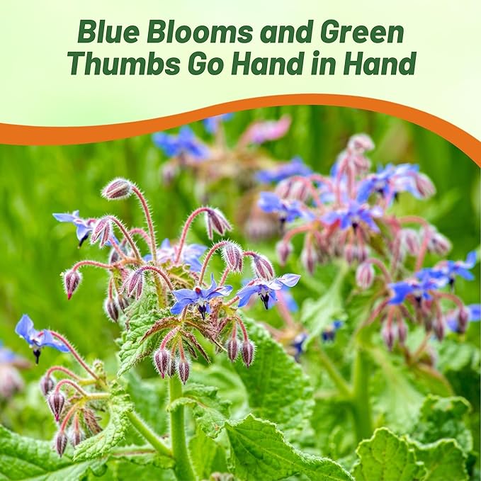 Outsidepride Blue Borage Seeds for Planting – 1/4 lb. Annual, Drought-Tolerant Herb Seeds with Star-Shaped Blooms, Attracts Bees for Pollinator Gardens, Summer Teas, Decoration & Culinary Use
