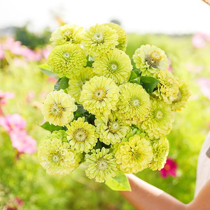 Eden Brothers Zinnia Seeds - Envy, Non-GMO Seeds for Planting, 1/4 lb | Low-Maintenance Flower Seeds, Plant During Spring, Zones 3, 4, 5, 6, 7, 8, 9, 10