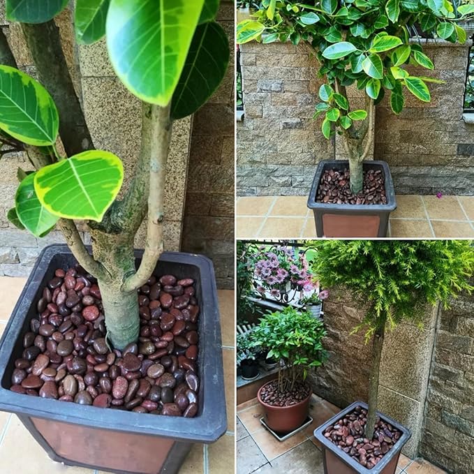 Rocks for Plant 5lbs, Red River Rocks 1-2 Inch Natural Pebbles for Indoor Plants, High Polished Decorative Stones Vase Filler Fish Tank Aquariums Landscaping Garden