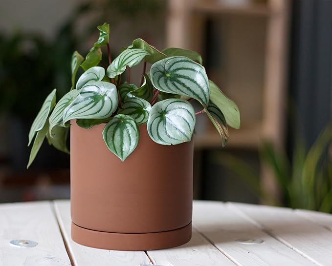 D'vine Dev 5 Inch Rust Terracotta Plant Pot with Drainage Hole and Saucer, Round Cylinder Planter Pot for Indoor Plants, 40-V-B-3