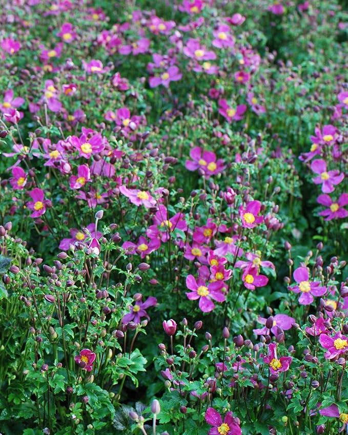 Perennial Farm Anemone x Hybrida Fantasy™ 'Red Riding Hood' – Live Windflower in #1 Container, Bright Rose-Pink Blooms, Compact Habit, Long Blooming, Deer Resistant, Great for Borders & Shade Gardens