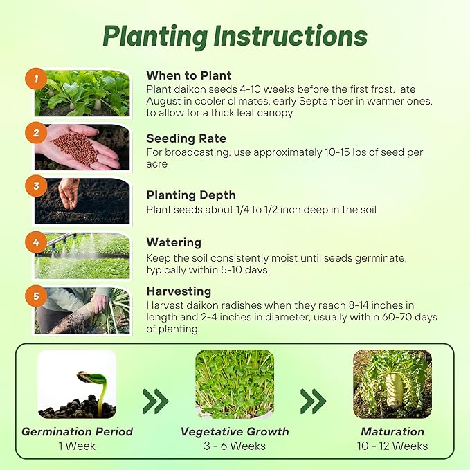 Outsidepride Annual Daikon Radish Seeds - 1 oz. Chinese, Japanese, & Oriental Radish Seeds for Soil Health, Erosion Control, & Soil Aeration - Ideal for Gardens, Cover Crops, Pastures, & Food Plots