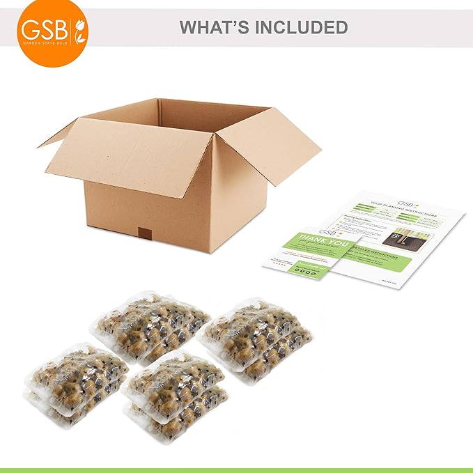 Garden State Bulb Batalinii Little Beauty Tulip Flower Bulbs, 6/+cm, Fall Planting (Bag of 100)