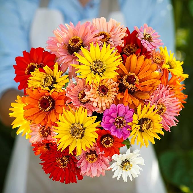 Eden Brothers Zinnia Seeds - Super Cactus Giant Mix, Non-GMO Seeds for Planting, 1 oz | Low-Maintenance Flower Seeds, Plant During Spring, Zones 3, 4, 5, 6, 7, 8, 9, 10