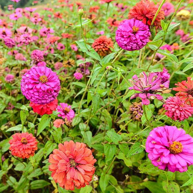 Park Seed Zinnia Flower Planting Seeds, Easy to Grow, Perfect for Spring Garden, Park's Picks Purple, Pack of 50