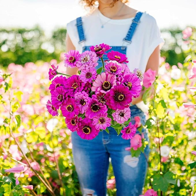 Eden Brothers Zinnia Seeds - Dream, Non-GMO Seeds for Planting, 1/4 lb | Low-Maintenance Flower Seeds, Plant During Spring, Zones 3, 4, 5, 6, 7, 8, 9, 10