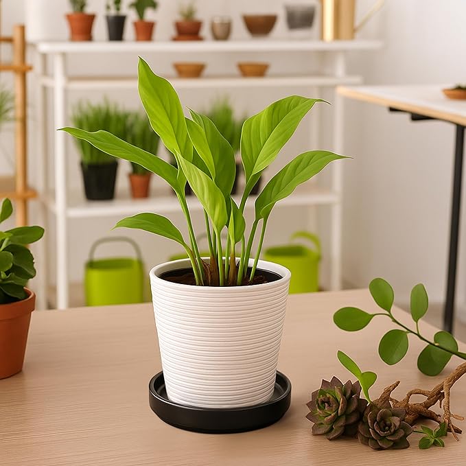 D'vine Dev Modern Round 5.4 Inch Ceramic Plant Pot Saucer, Planter Pot Drainage Tray for Indoor Plants, Set of 2, Matte Black, 97-T-B-22