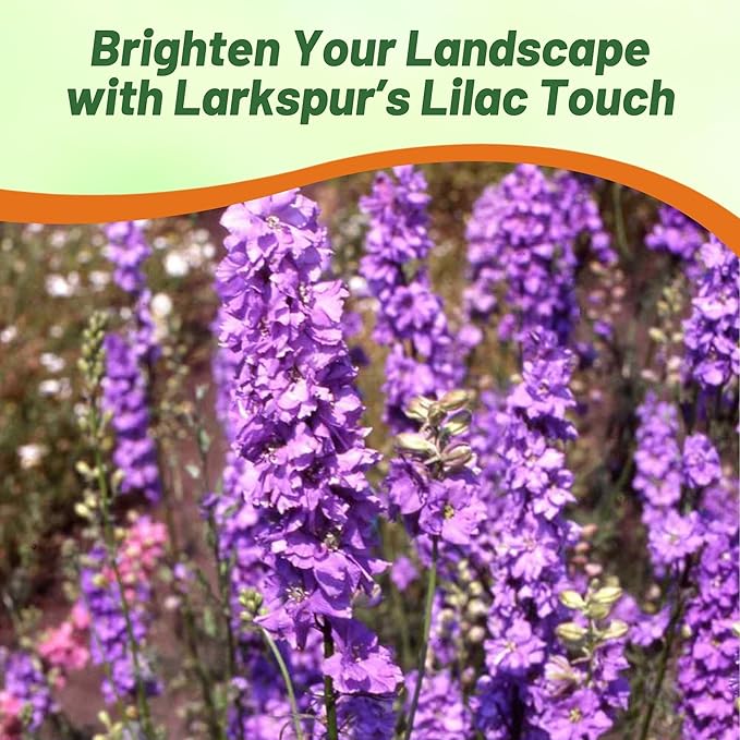 Outsidepride Delphinium Lilac Larkspur Seeds for Planting Outdoors - 1000 Pcs Annual, Self-Seeding, Heat & Drought Tolerant Wildflower Seed, Colorful Blooms for Flower Arrangement & Pollinator Garden