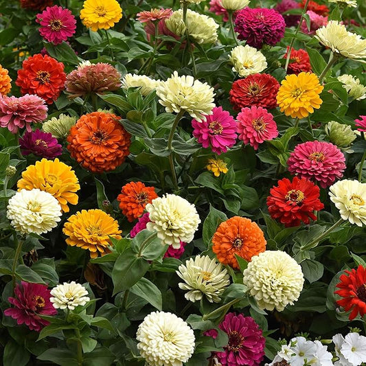 Eden Brothers Zinnia Seeds - State Fair Mix, Non-GMO Seeds for Planting, 1 oz | Low-Maintenance Flower Seeds, Plant During Spring, Zones 3, 4, 5, 6, 7, 8, 9, 10