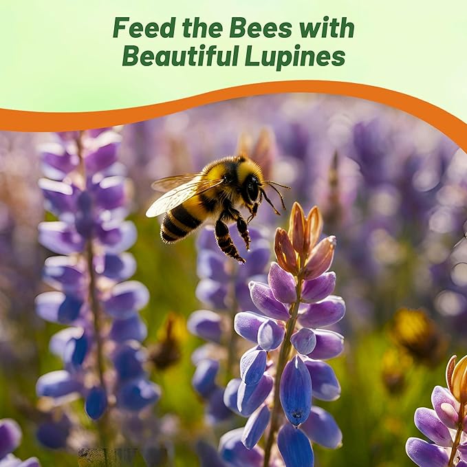 Outsidepride Wild Blue Perennial Lupine Seeds - 1 Lb. Self-Sowing, Cold Hardy & Frost Tolerant Wildflower Seeds for Fall Planting, Ideal for Attracting Pollinators & Hummingbirds