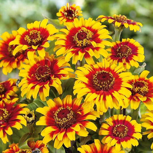 Eden Brothers Zinnia Seeds - Sombrero, Non-GMO Seeds for Planting, Packet | Low-Maintenance Flower Seeds, Plant During Spring, Zones 3, 4, 5, 6, 7, 8, 9, 10