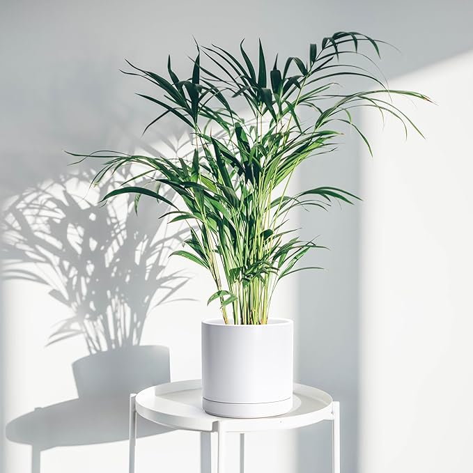 D'vine Dev 6.5 Inch & 8.2 Inch Ceramic Planter Pots for Plants with Drainage Hole and Saucer, Medium Plant Pots Set, White, 94-G-M-1