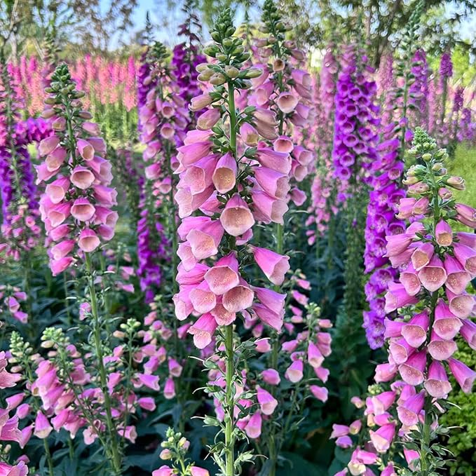 Foxglove Seeds 250,000+ Bulk Pack - Tall Spire Blooms, Mixed Colors for Garden Borders, Easy Planting for Home Gardening - Ideal for Backyard Flower Beds, Landscaping, and Pollinator-Friendly Gardens