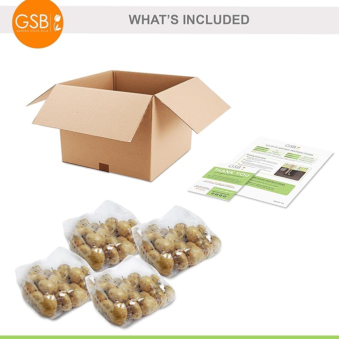 Garden State Bulb Double Late Double Dutch Mix Tulip Flower Bulbs, 12/+ cm, Fall Planting (Bag of 100)