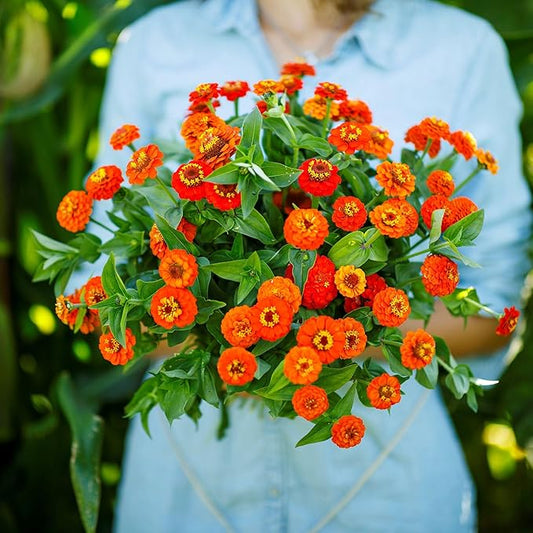Eden Brothers Zinnia Seeds - Lilliput Orange, Non-GMO Seeds for Planting, 1 oz | Low-Maintenance Flower Seeds, Plant During Spring, Zones 3, 4, 5, 6, 7, 8, 9, 10