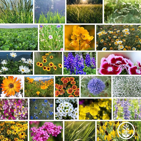 Meadow Mix Wildflower Seeds 4Oz – 26 Annual & Perennial Varieties for Pollinators—Bee Friendly, Non-GMO, Bulk Sizes – California Poppy, Black-Eyed Susan, Sweet William—Zones 2-9