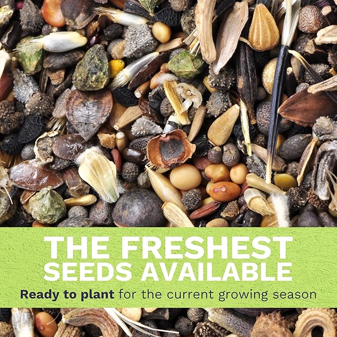 Shasta Daisy Alaska - Large 1 Ounce Packet - 20,000 Flower Seeds for Planting - Leucanthemum × superbum