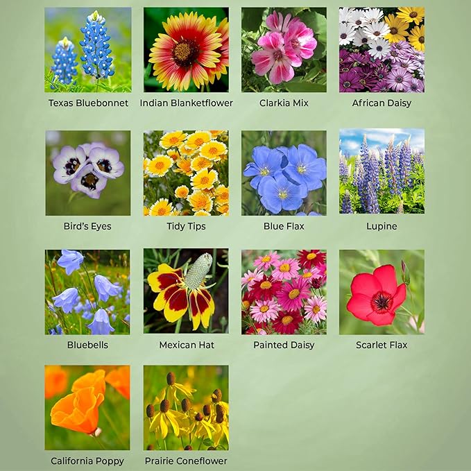 New Mexico Wildflower Seed Mix, Covers 325 Sq Ft, 14 Flower Varieties, Over 30,000 Seeds, Created By Nature