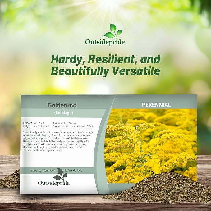 Outsidepride 5000 Seeds Perennial Solidago Stiff Goldenrod Flower Seeds for Planting