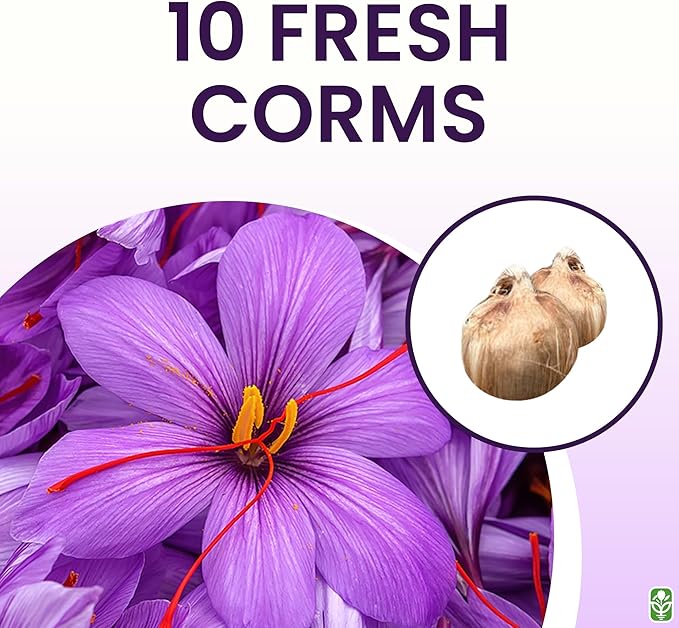 Saffron Crocus Corms for Planting – 10 Large Corms – Purple Blooms – Perennial Bulbs for Outdoor Planting That Produce The Saffron Spice.