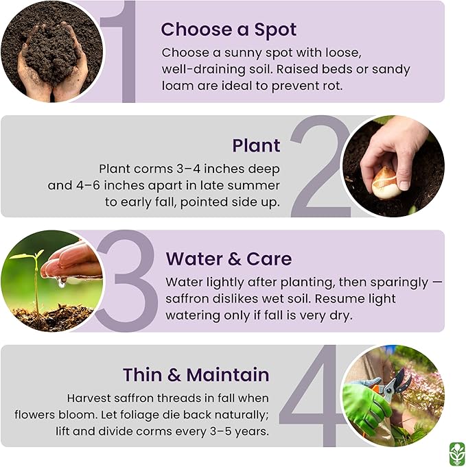 Saffron Crocus Corms for Planting – 10 Large Corms – Purple Blooms – Perennial Bulbs for Outdoor Planting That Produce The Saffron Spice.