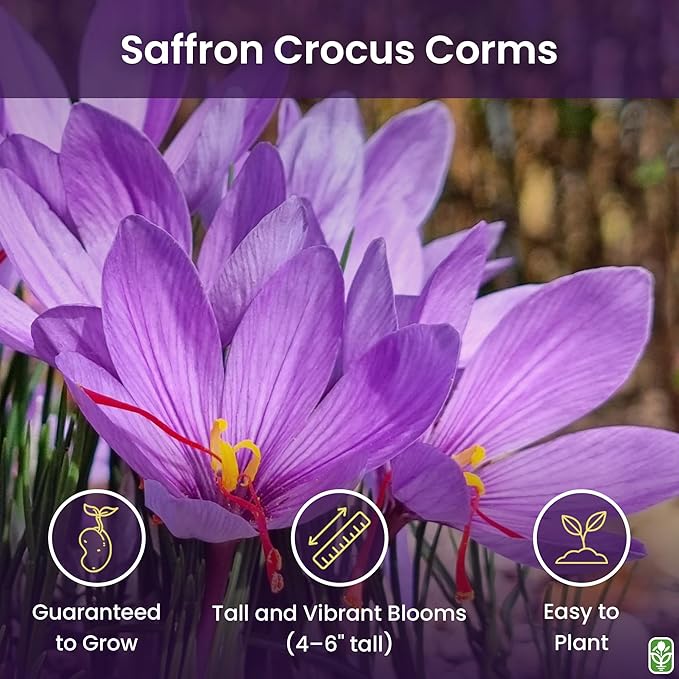 Saffron Crocus Corms for Planting – 10 Large Corms – Purple Blooms – Perennial Bulbs for Outdoor Planting That Produce The Saffron Spice.