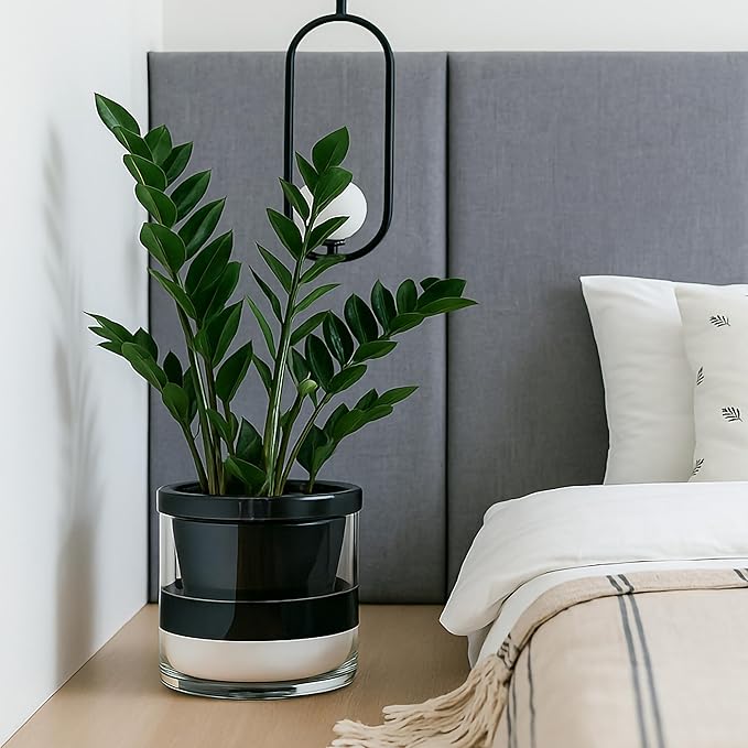 D'vine Dev 10 Inch Design Self Watering Planter for Indoor Plants, Black Terracotta Pot with Cylinder Glass Cup, 37-X-D-3