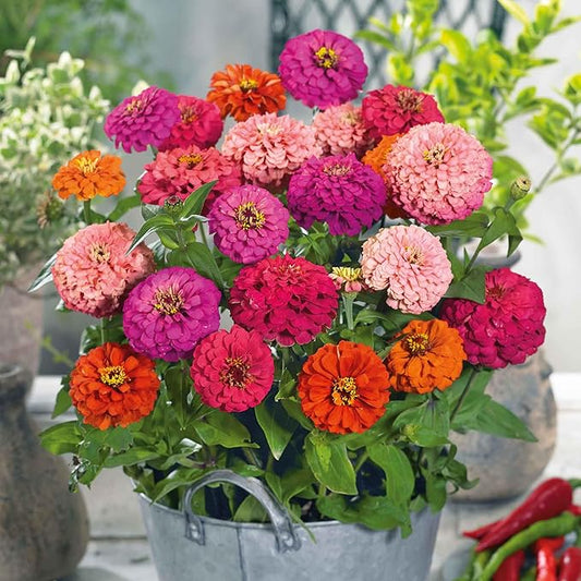 Eden Brothers Zinnia Seeds - Pulcino Mix, Non-GMO Seeds for Planting, 1 oz | Low-Maintenance Flower Seeds, Plant During Spring, Zones 3, 4, 5, 6, 7, 8, 9, 10