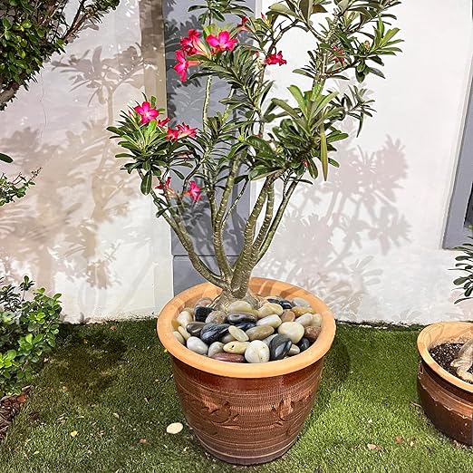 40LB Colorful River Rocks for Landscaping,1-2.2 Inch Mixed Color Pebbles for Garden Landscaping, Decorative River Rocks for Fish Tank, Aquarium, Vase Filling, Outdoor Decorative River Rocks