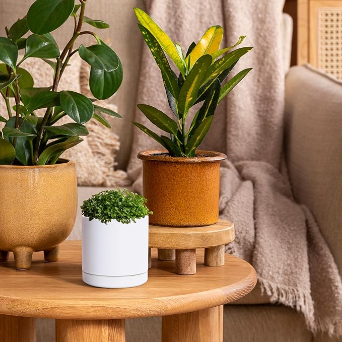 D'vine Dev Set of 3 Plants Pots, 3.5 Inch Ceramic Planter Pot for Plants with Drainage Hole and Saucer, White, 94-N-A-1