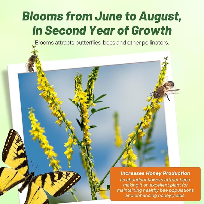 Outsidepride Yellow Sweet Clover Seed - 20 lbs Biennial, Drought-Tolerant, Frost-Resistant, Nitrocoated, Inoculated Yellow Clover Seeds Cover Crop for Forage, Honey Production, & Pollinators