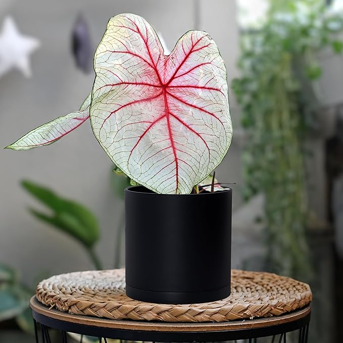 D'vine Dev 2 Pack 5.5 Inch Modern Plastic Plant Pots, Small Garden Planters for Plant with Drainage Holes and Saucers, Black Color, 74-Y-H-1