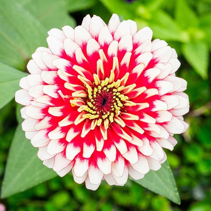 Eden Brothers Zinnia Seeds - Swizzle Cherry & Ivory