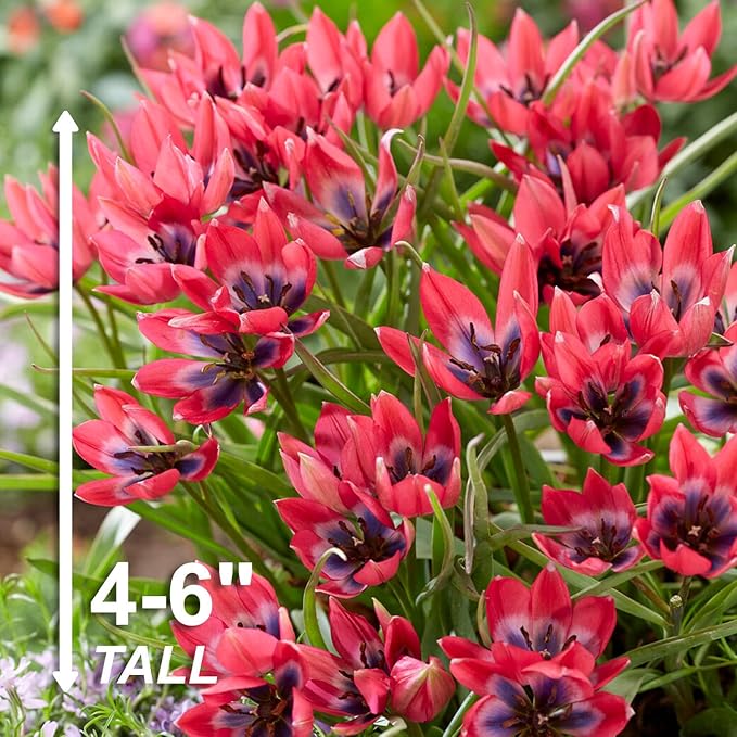 Garden State Bulb Batalinii Little Beauty Tulip Flower Bulbs, 6/+cm, Fall Planting (Bag of 50)